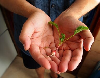 Gift fingers gardening photo