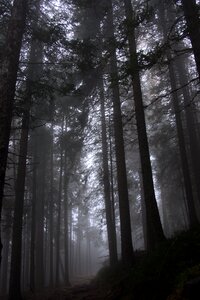 Forest fog trees