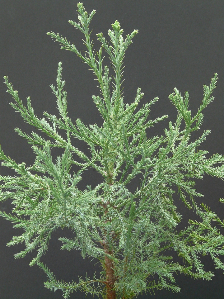Branches tree tribe