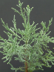 Branches tree tribe