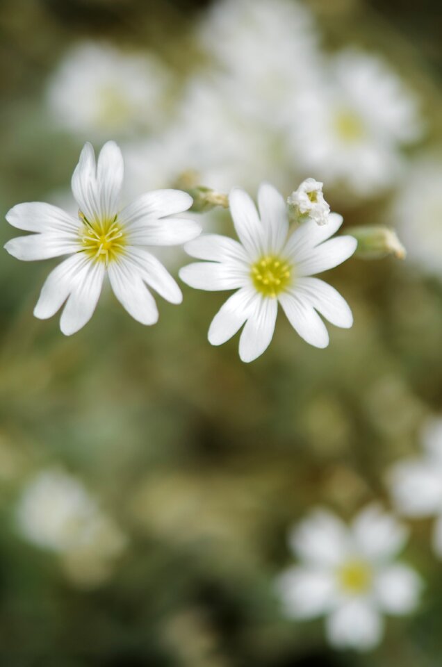 Floral plant natural photo