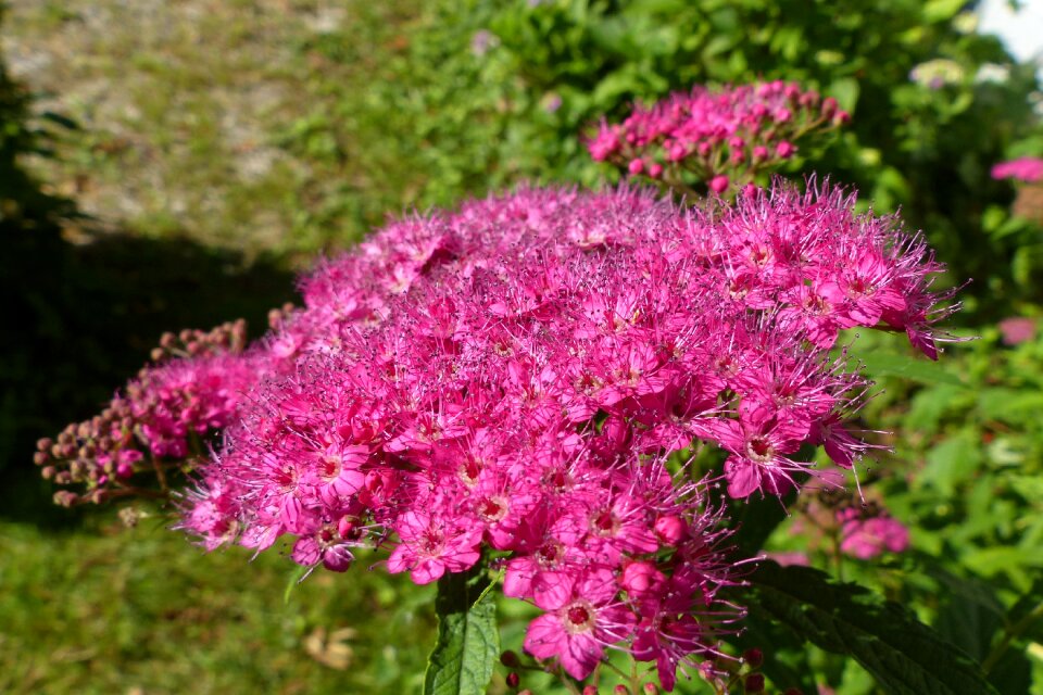 Stamens flower umbel pink