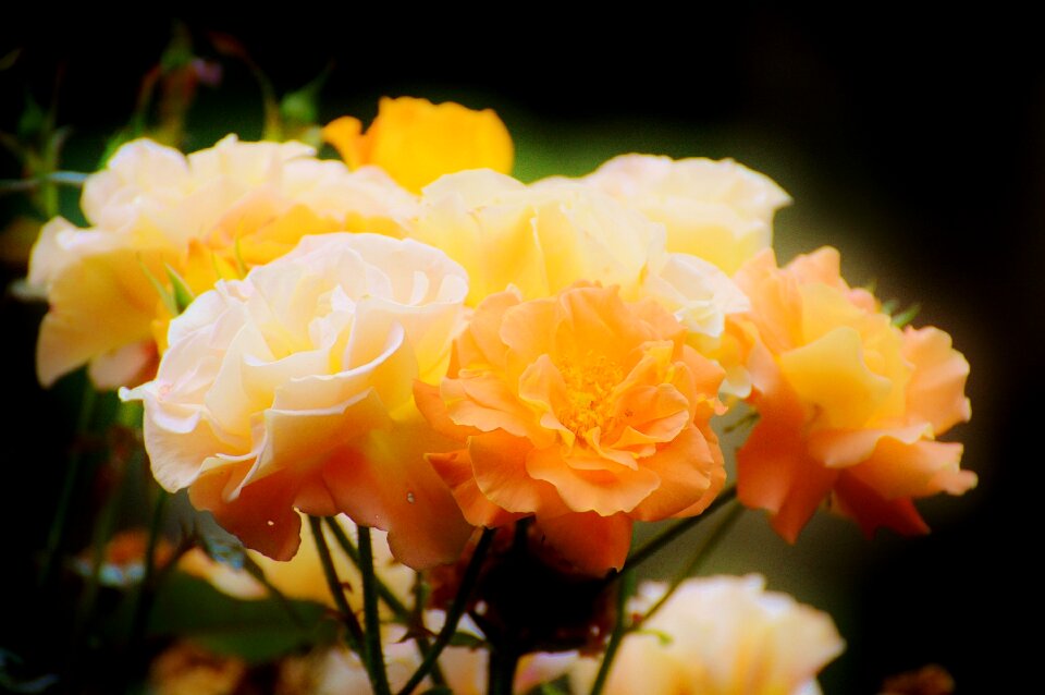 Rose bloom orange roses beautiful