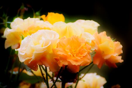 Rose bloom orange roses beautiful photo