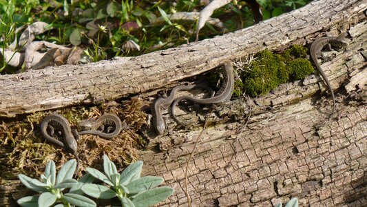 Animals cold blooded animals children's group