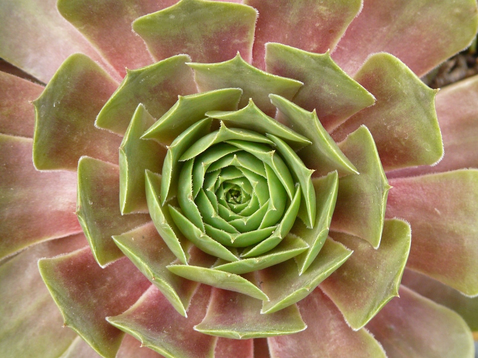Alpine houseleek houseleek thick sheet greenhouse