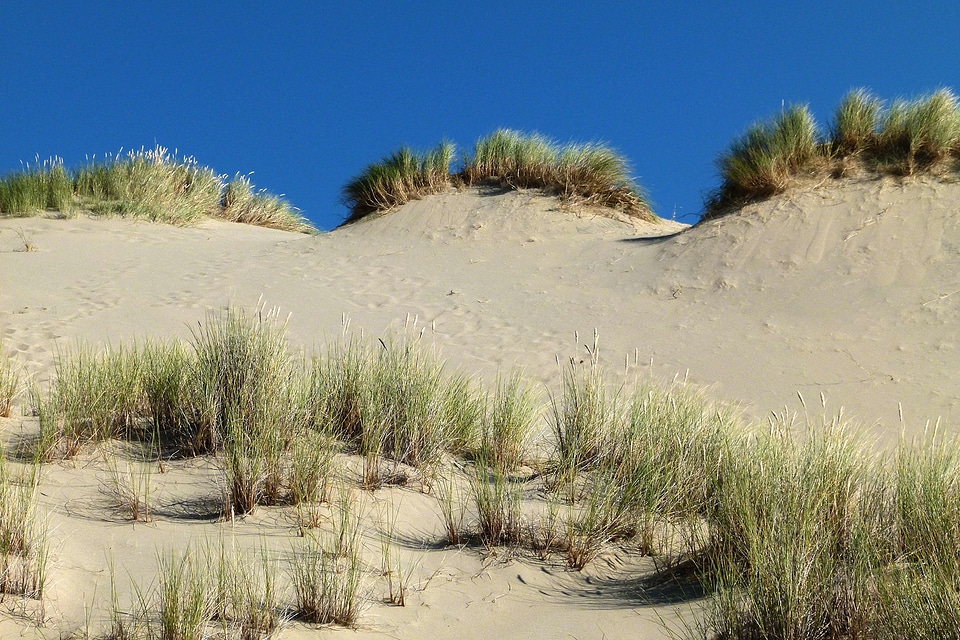 Sand grass hot