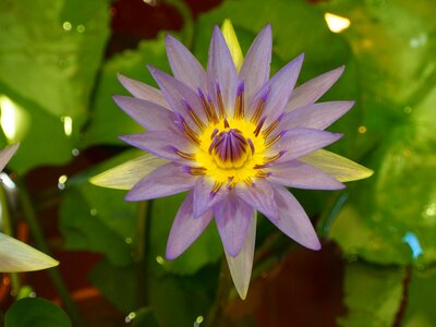 Lotus purple flower seed