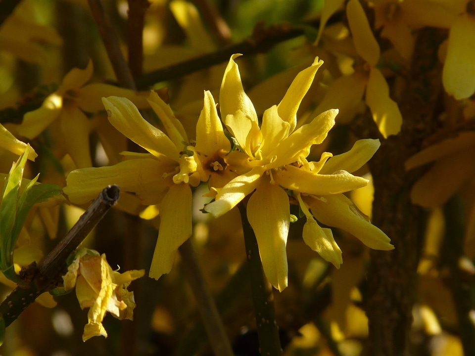 Ornamental shrub blossom bloom