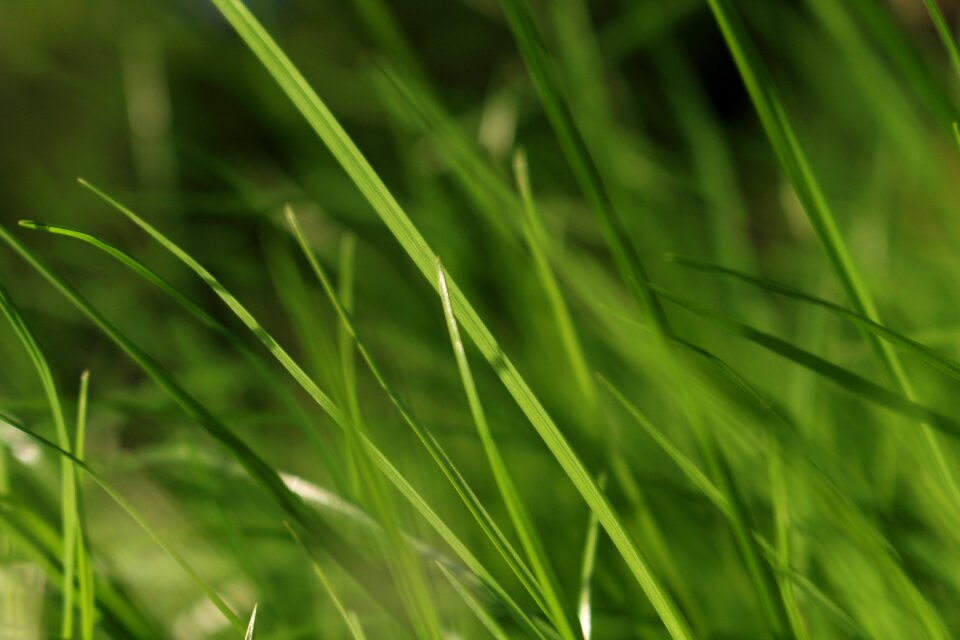 Plant nature grasses
