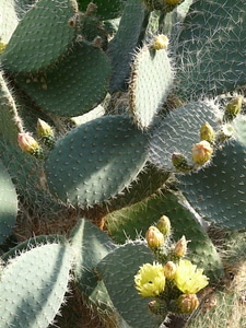 Cactus greenhouse opuntia spur photo