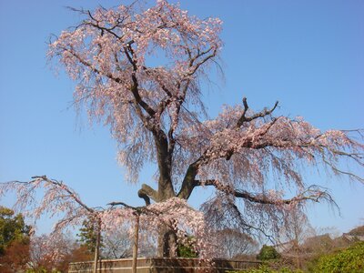 Cherry blossom the summer palace spring