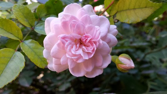 Queen of flowers tender rose pink flower