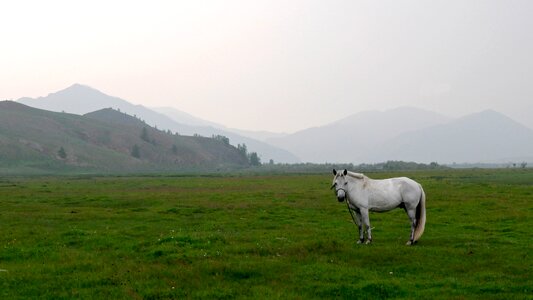 Steppe horse landscape photo