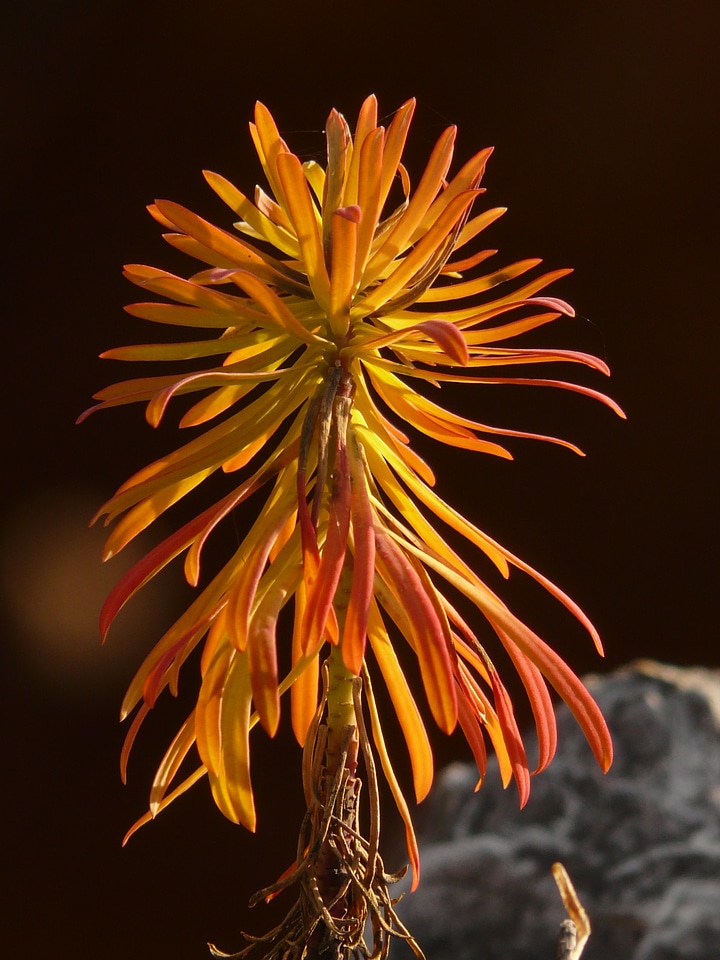 Euphorbiaceae coloring autumn