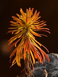 Euphorbiaceae coloring autumn