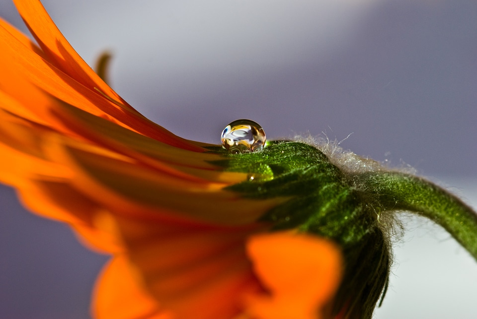 Plant flower drop of water