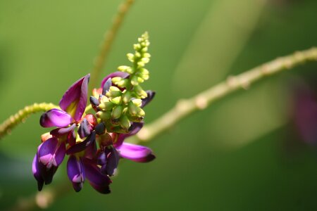 Nature plant flora