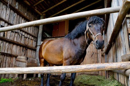 Stallion farm nature