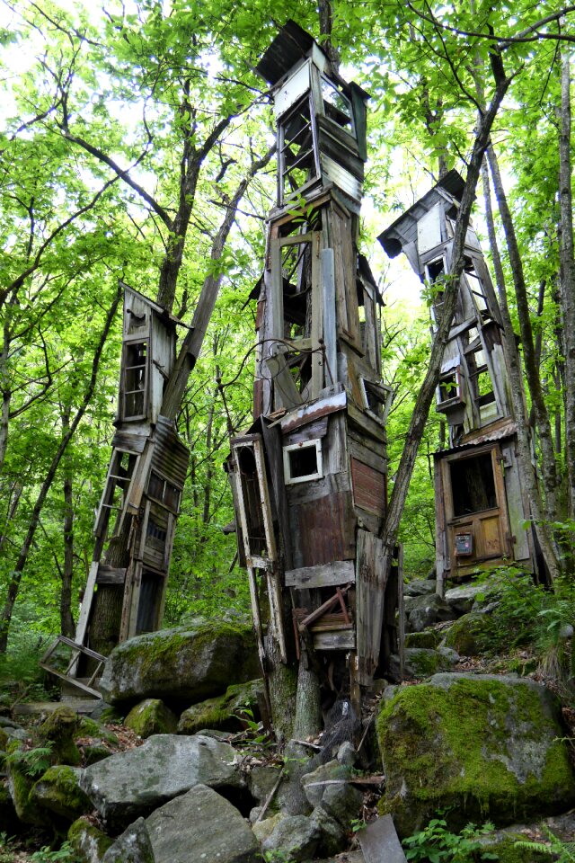 Tree nature forest