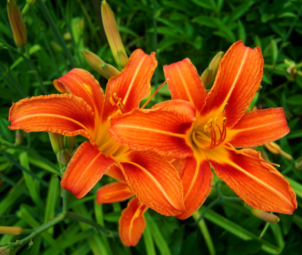 Daylily orange-red color flower garden