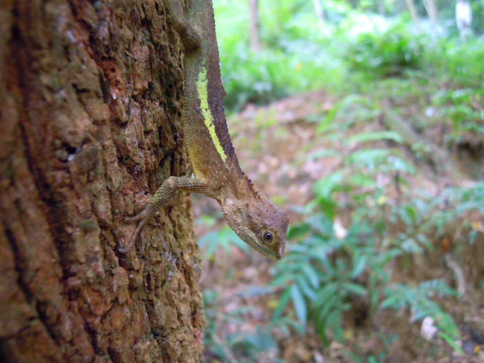 Lizard japalura dragon lizard