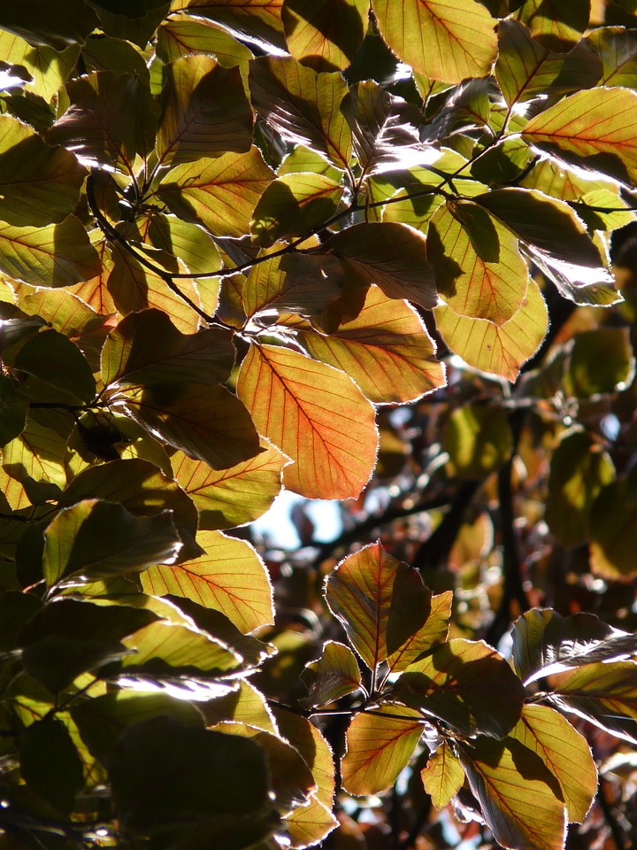 Fagus sylvatica purpurea f fagus sylvatica l atropunicea beech