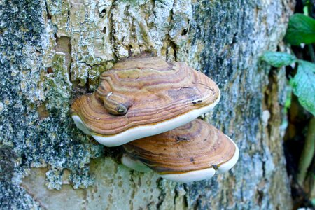 Nature forest wood