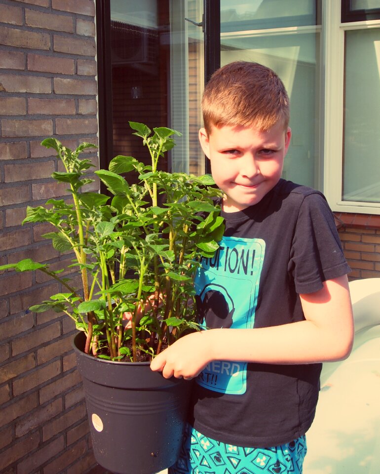 Vegetable growing garden