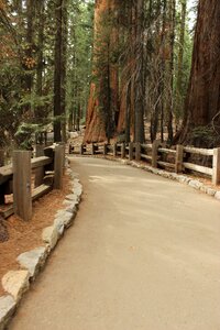 National park general sherman post and rail photo