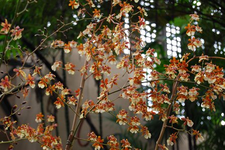 Floral plant tropical