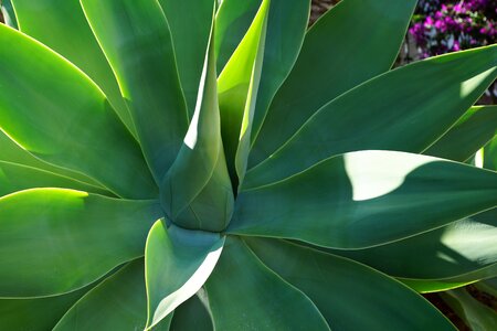 Agavengewächs cactus leaves