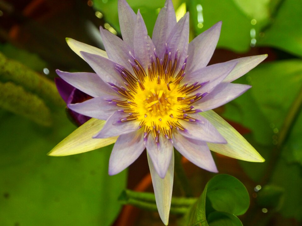 Lotus bloom pink and purple
