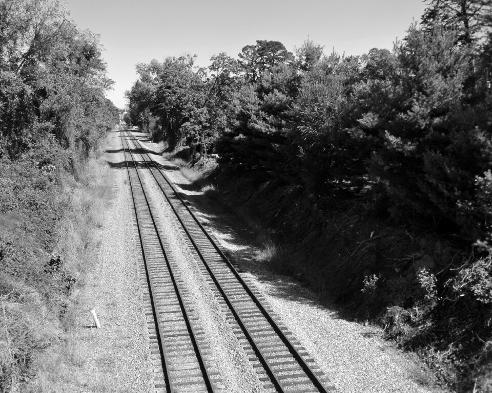 Trees railway