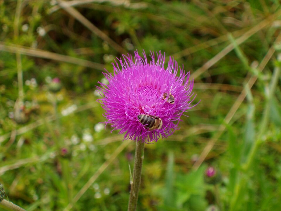 Thistle grass purple