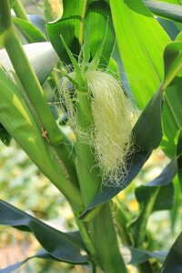 Maize corn agriculture photo