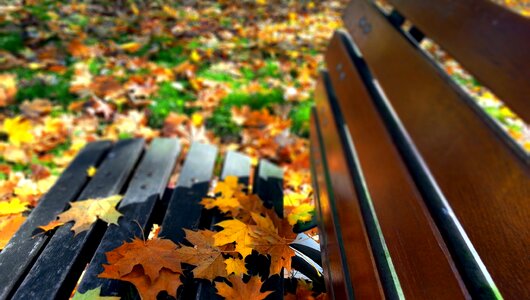 Yellow leaves horse chestnut park photo