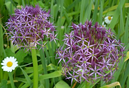 Green kitchen green onion
