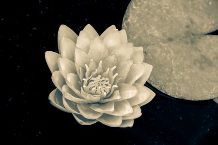 Isolated tropical white