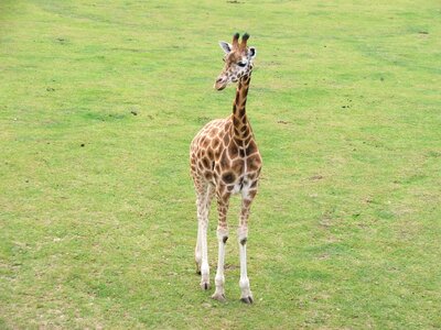 Wildlife zoo