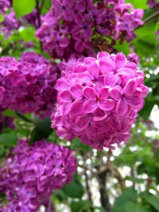 Lilac garden purple flower