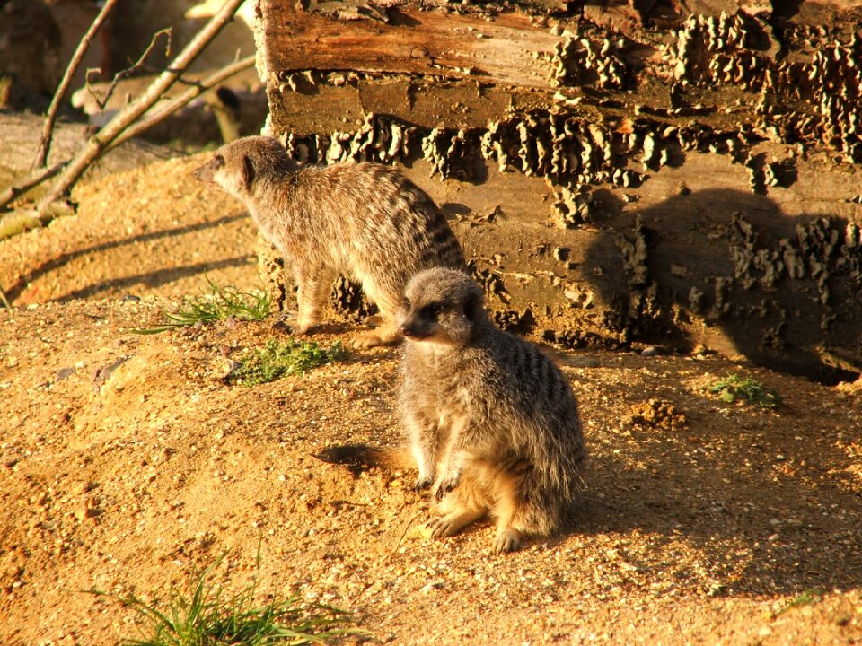 Wildlife zoo africa photo