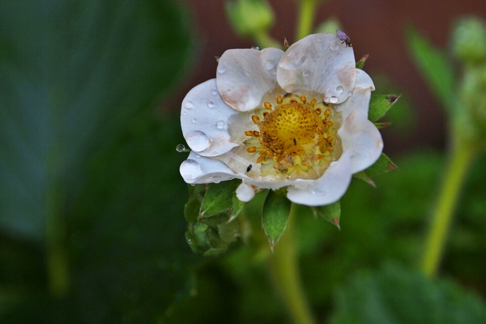 Water drop nature garden