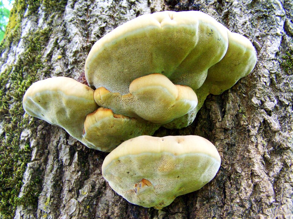 Tinder fungus log nature