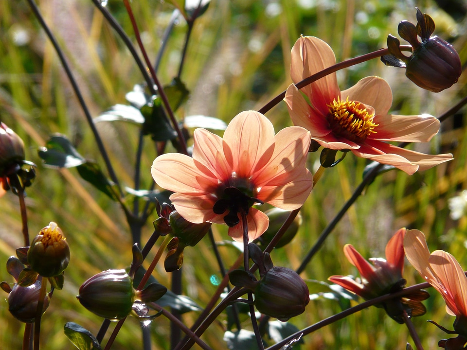 Backlighting buds dahlia