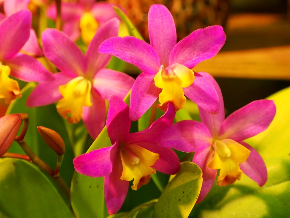 Guardian liya orchid flower seed