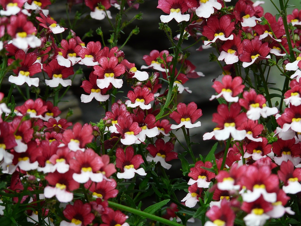 Red white nemesia strumosa