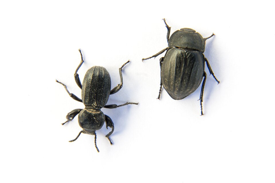 Beetle insect animal