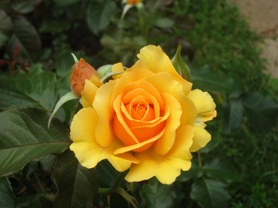Floral nature spring
