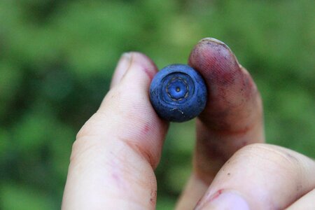 Berry in hand dirty hands food photo